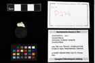 Foto (Objekt + Etikett) von Goniodromites sp.  (NHMW-GEO-2014-0194-0274)